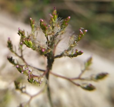 Valeriana calcitrapae, photographed by carnifex