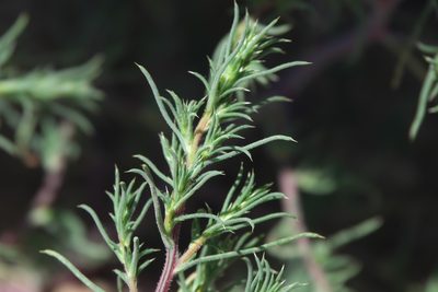 Salsola kali, photographed by Robert Webster
