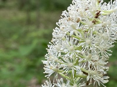 Actaea pachypoda, photographed by Jim Arrigoni