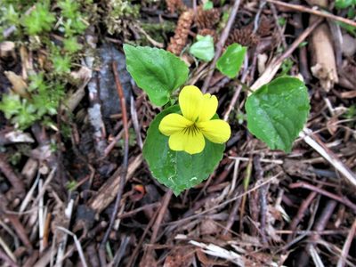 Viola glabella, photographed by sprcrkwild