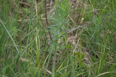 Polygonatum verticillatum, photographed by David Sandler