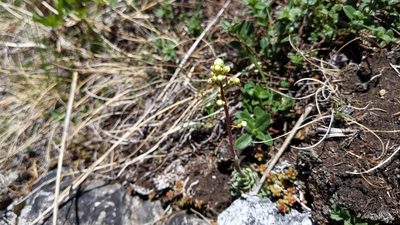 Saxifraga paniculata, photographed by Philipp