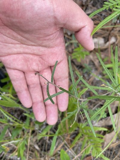 Tragia urens, photographed by Brandon Corder