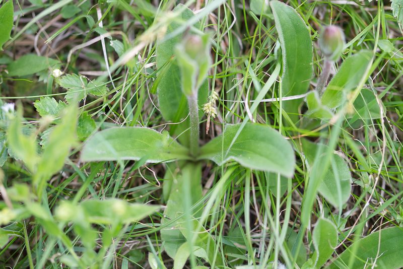 Arnica montana, photographed by David Sandler