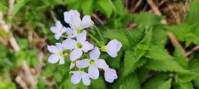 Cardamine pratensis, photographed by KAR
