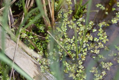 Lemna minor, photographed by David Sandler