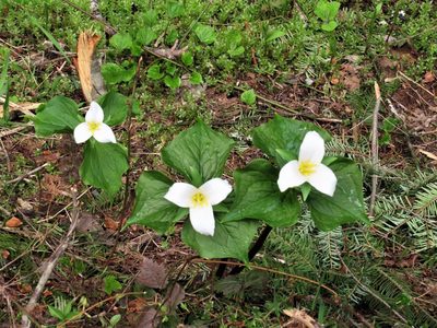 Trillium ovatum, photographed by sprcrkwild