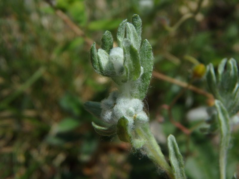 Bombycilaena erecta, photographed by Daniel Cahen