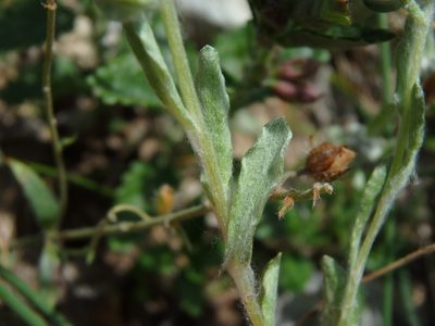 Bombycilaena erecta, photographed by Daniel Cahen