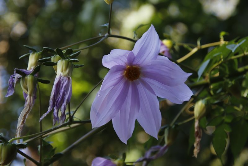 Dahlia imperialis, photographed by Tony Rebelo