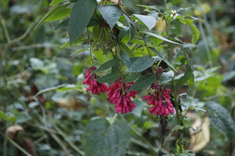 Cestrum elegans, photographed by Tony Rebelo