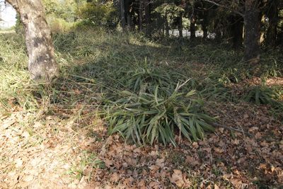 Setaria megaphylla, photographed by Tony Rebelo