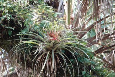 Tillandsia fasciculata, photographed by Claire Herzog