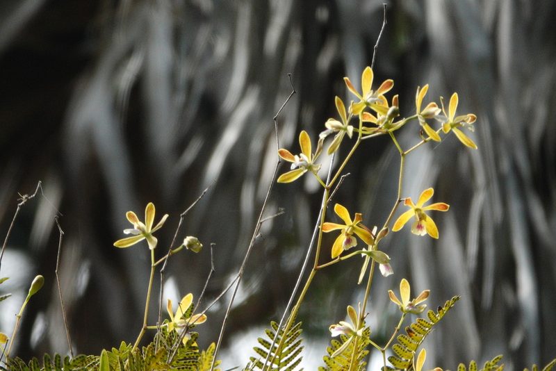 Encyclia tampensis, photographed by Claire Herzog