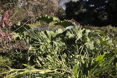 Gunnera manicata, photographed by Tony Rebelo