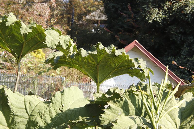 Gunnera manicata, photographed by Tony Rebelo