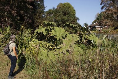 Gunnera manicata, photographed by Tony Rebelo
