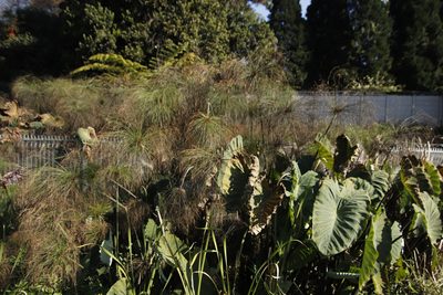 Cyperus papyrus, photographed by Tony Rebelo