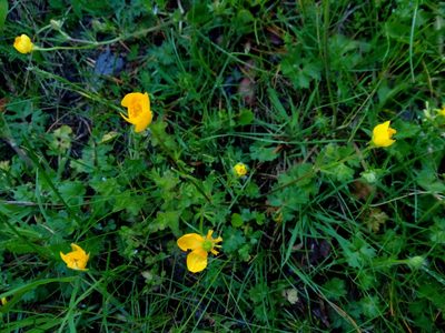 Ranunculus bulbosus, photographed by Paulius Rupšas
