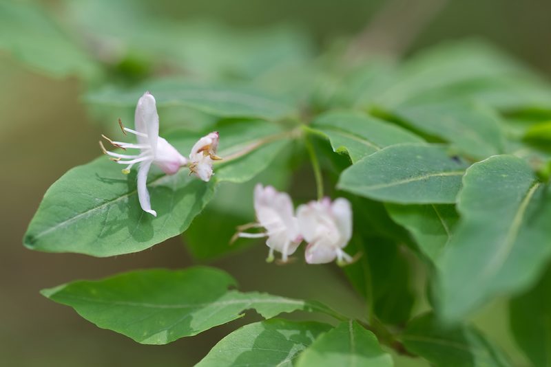Lonicera nigra, photographed by David Sandler