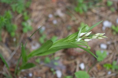 Cephalanthera longifolia, photographed by David Sandler
