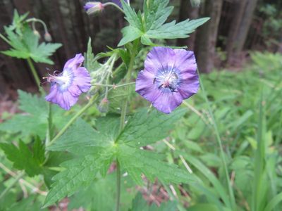 Geranium phaeum, photographed by Marco Mussita