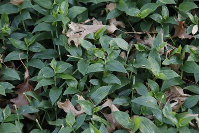 Tradescantia fluminensis, photographed by Tony Rebelo