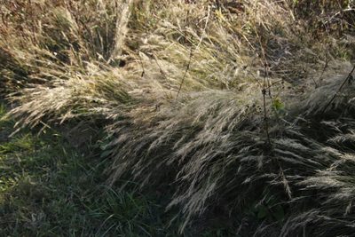 Aristida junciformis, photographed by Tony Rebelo