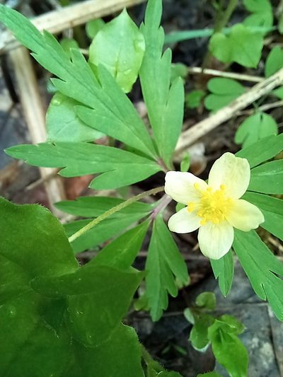Anemonoides uralensis, photographed by Ксения Волянская