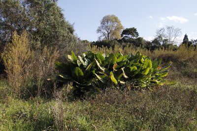 Alocasia macrorrhizos