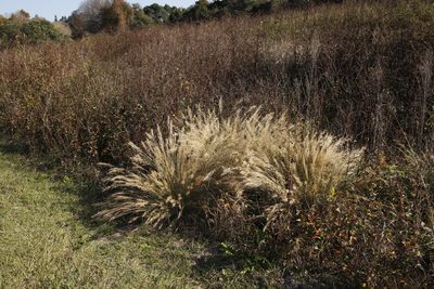 Aristida junciformis, photographed by Tony Rebelo