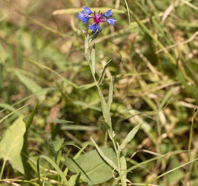 Centaurea depressa, photographed by Вячеслав Юсупов