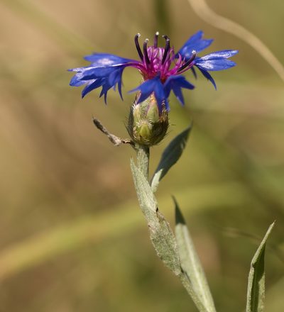 Centaurea depressa, photographed by Вячеслав Юсупов
