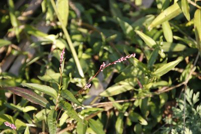 Persicaria decipiens, photographed by Tony Rebelo