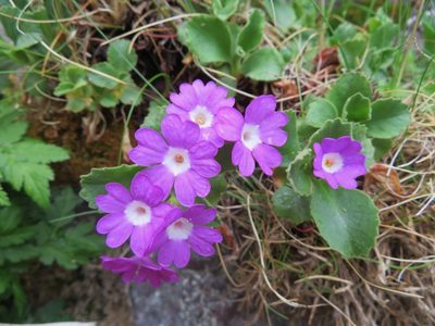 Primula hirsuta, photographed by Marco Mussita