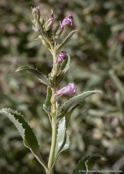 Penstemon arenarius, photographed by Tim Messick