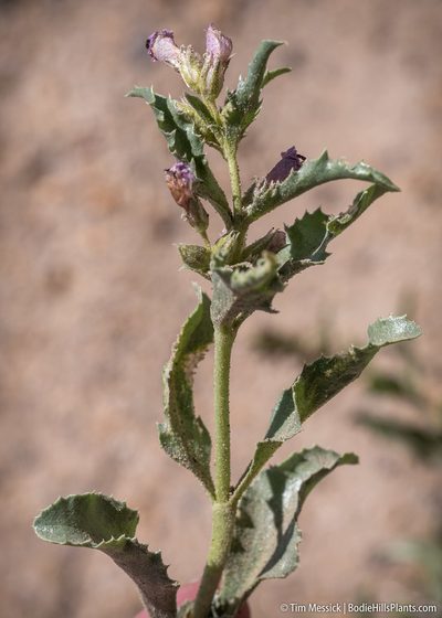 Penstemon arenarius, photographed by Tim Messick