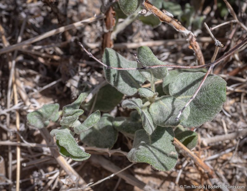 Eriogonum nummulare, photographed by Tim Messick