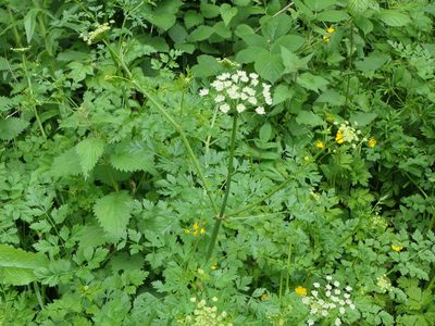 Oenanthe crocata, photographed by Pete Bradshaw