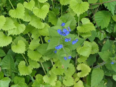 Pentaglottis sempervirens, photographed by Pete Bradshaw