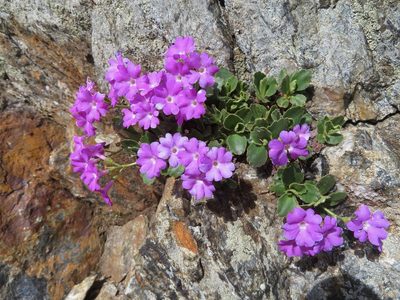 Primula hirsuta, photographed by Marco Mussita