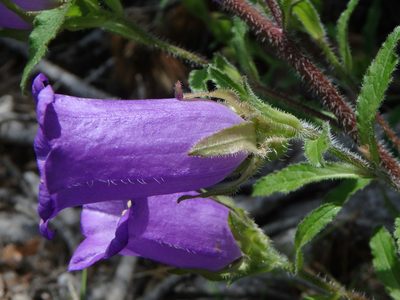 Campanula medium, photographed by Daniel Cahen