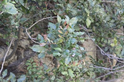 Smelophyllum capense, photographed by Karen Eichholz