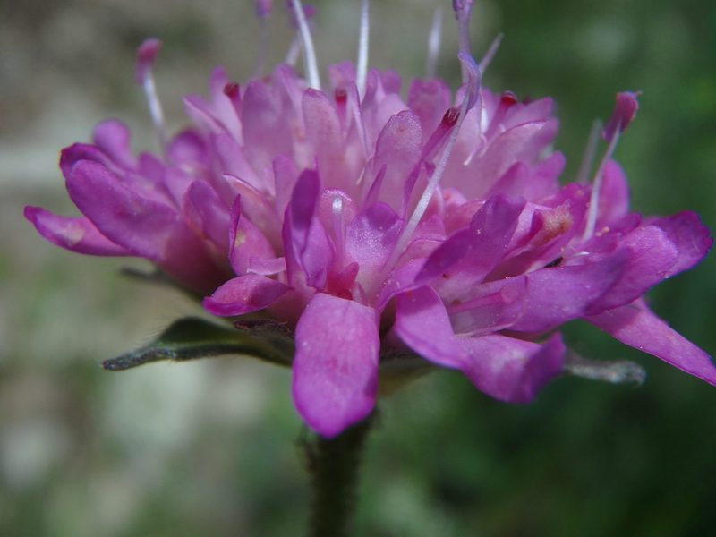 Knautia collina, photographed by Daniel Cahen