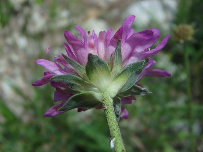 Knautia collina, photographed by Daniel Cahen