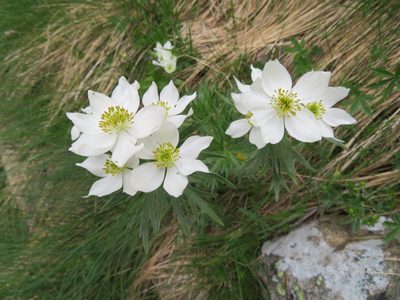 Anemonastrum narcissiflorum, photographed by Marco Mussita