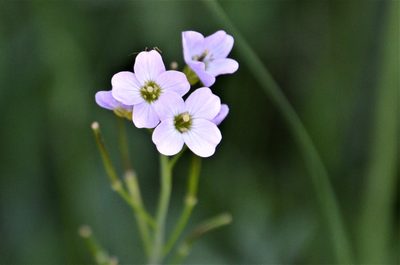 Cardamine pratensis, photographed by E. A.