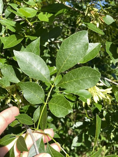 Fraxinus berlandieriana, photographed by lanechaffin