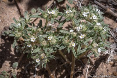 Greeneocharis circumscissa, photographed by Tim Messick