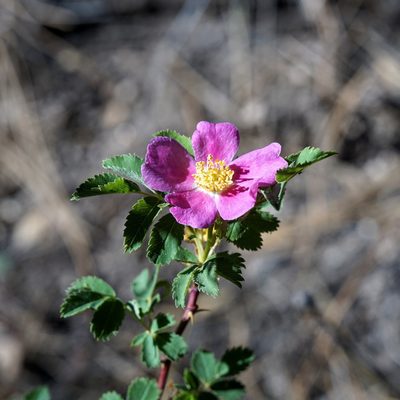 Rosa woodsii, photographed by Andrew Tree